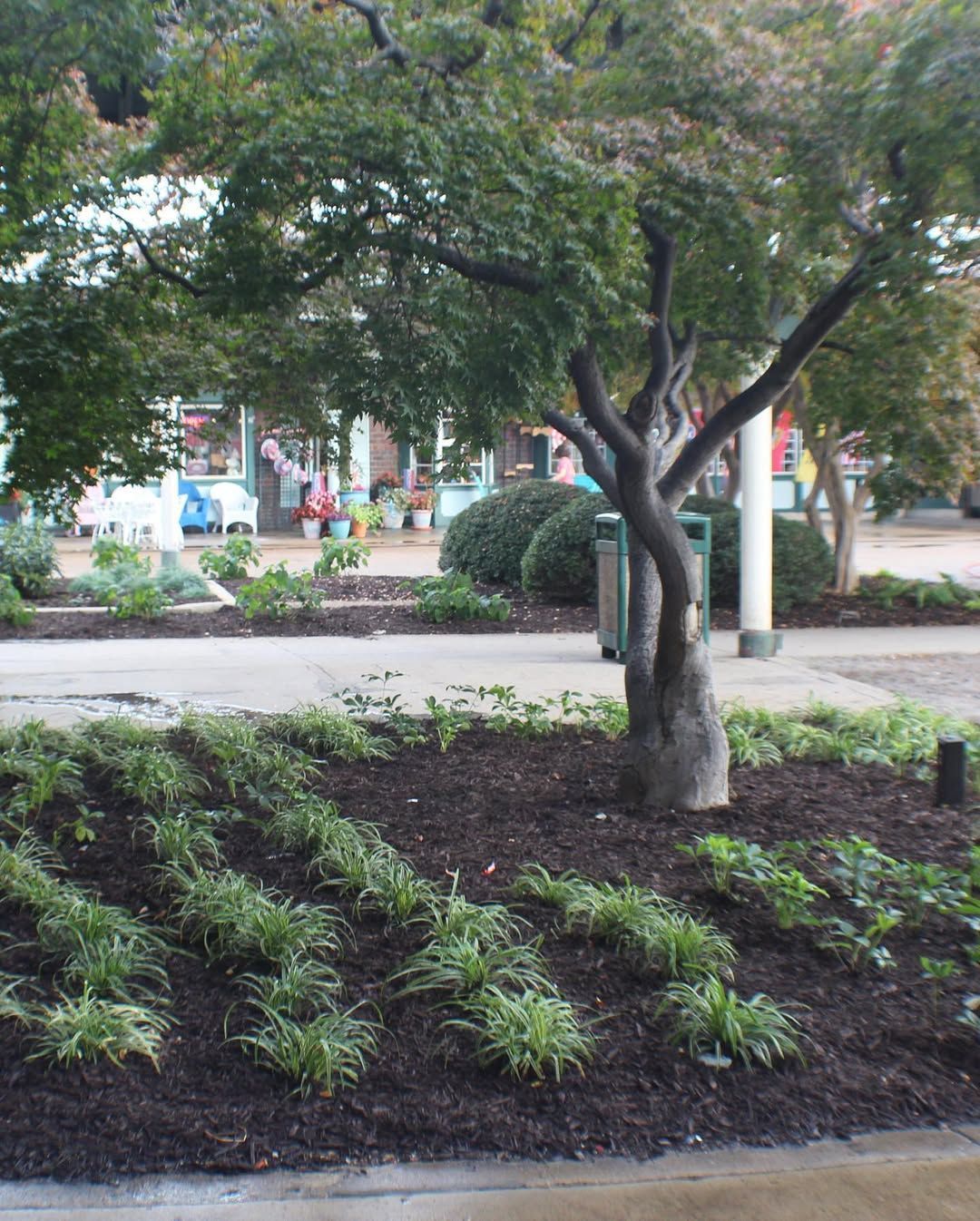 Tree in a landscaped area with mulch, greenery, and a sidewalk in front of shops.