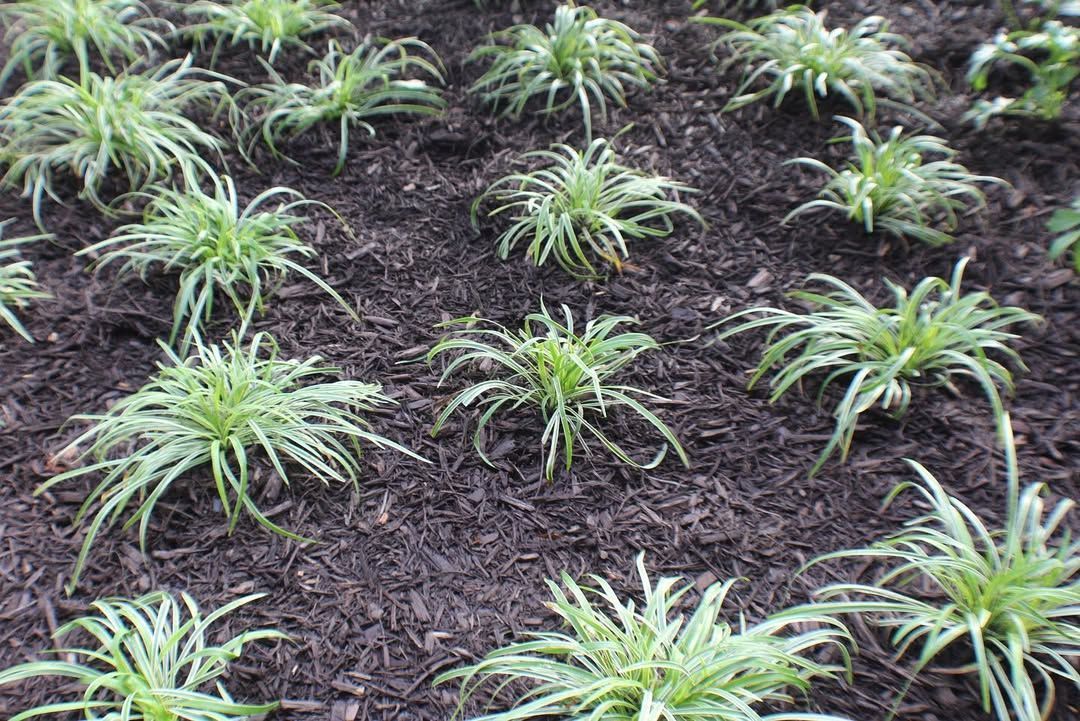 Green plants sprouting from dark brown mulch.