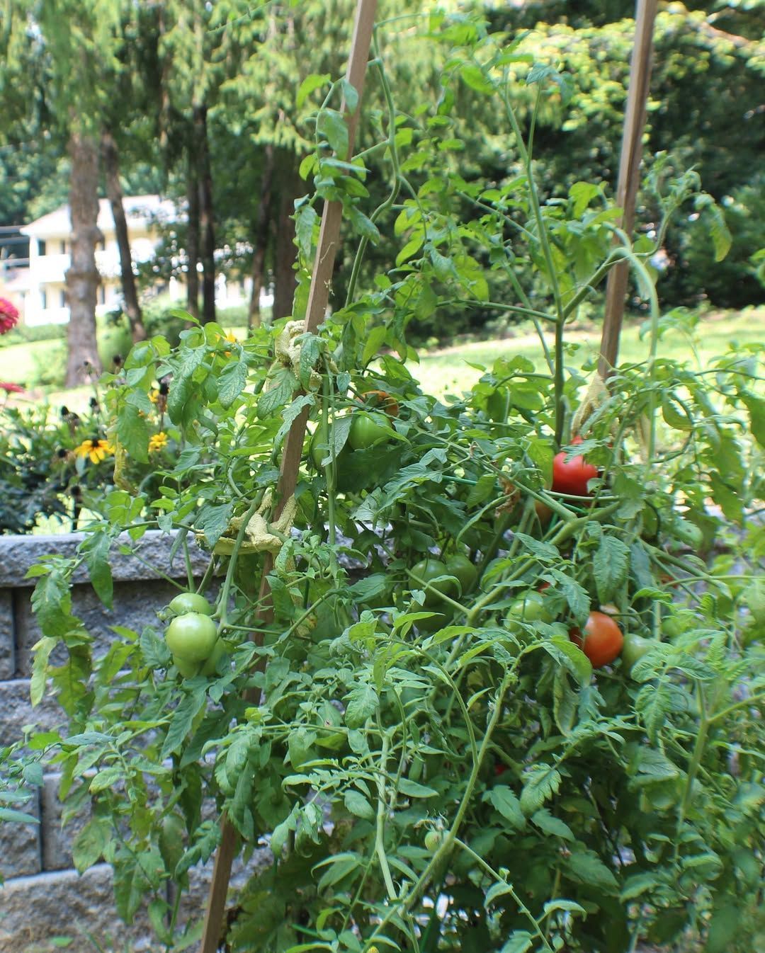 Tomato plants growing, supported by bamboo stakes, with green and red tomatoes.