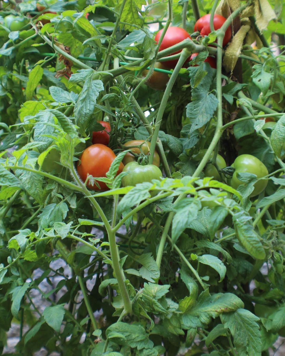 Tomato plants with green leaves and ripening red and green tomatoes.