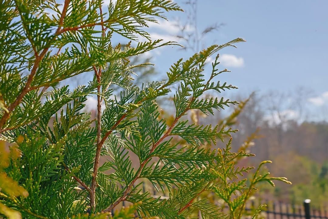 Green thuja branches with a blue sky and distant trees in the background.