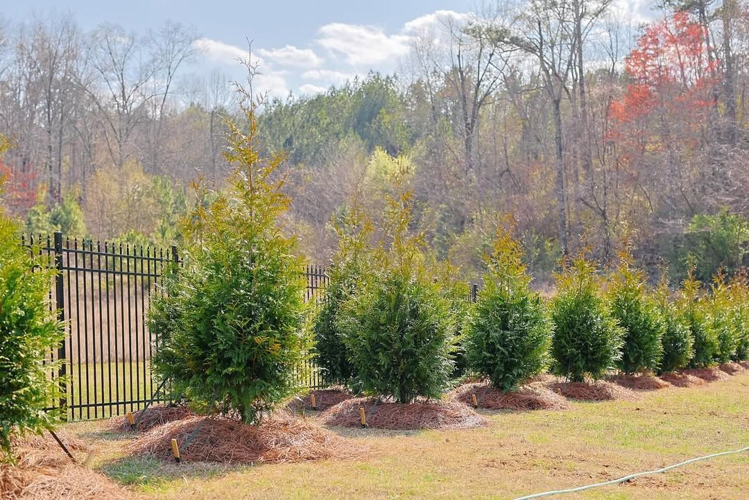 Line of evergreen shrubs with brown mulch along a fence, set against a backdrop of trees in fall colors.