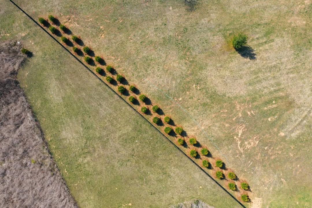 Aerial view of a long, straight row of small, green trees casting oval shadows on a grassy field.