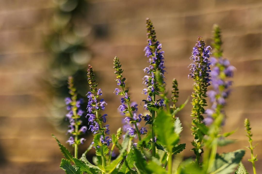 Purple salvia flowers in bloom, green leaves, blurred brown background.