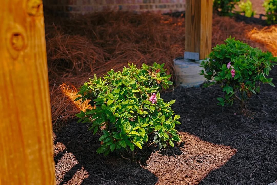 Two green bushes with pink flowers in a garden bed with mulch and pine needles, under a wooden structure.
