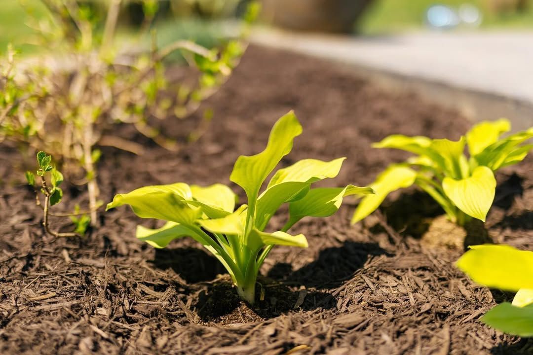 Young, light-green plants growing in dark brown mulch, in a garden bed.