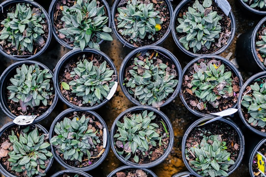 Overhead view of many potted plants with green foliage in black pots.