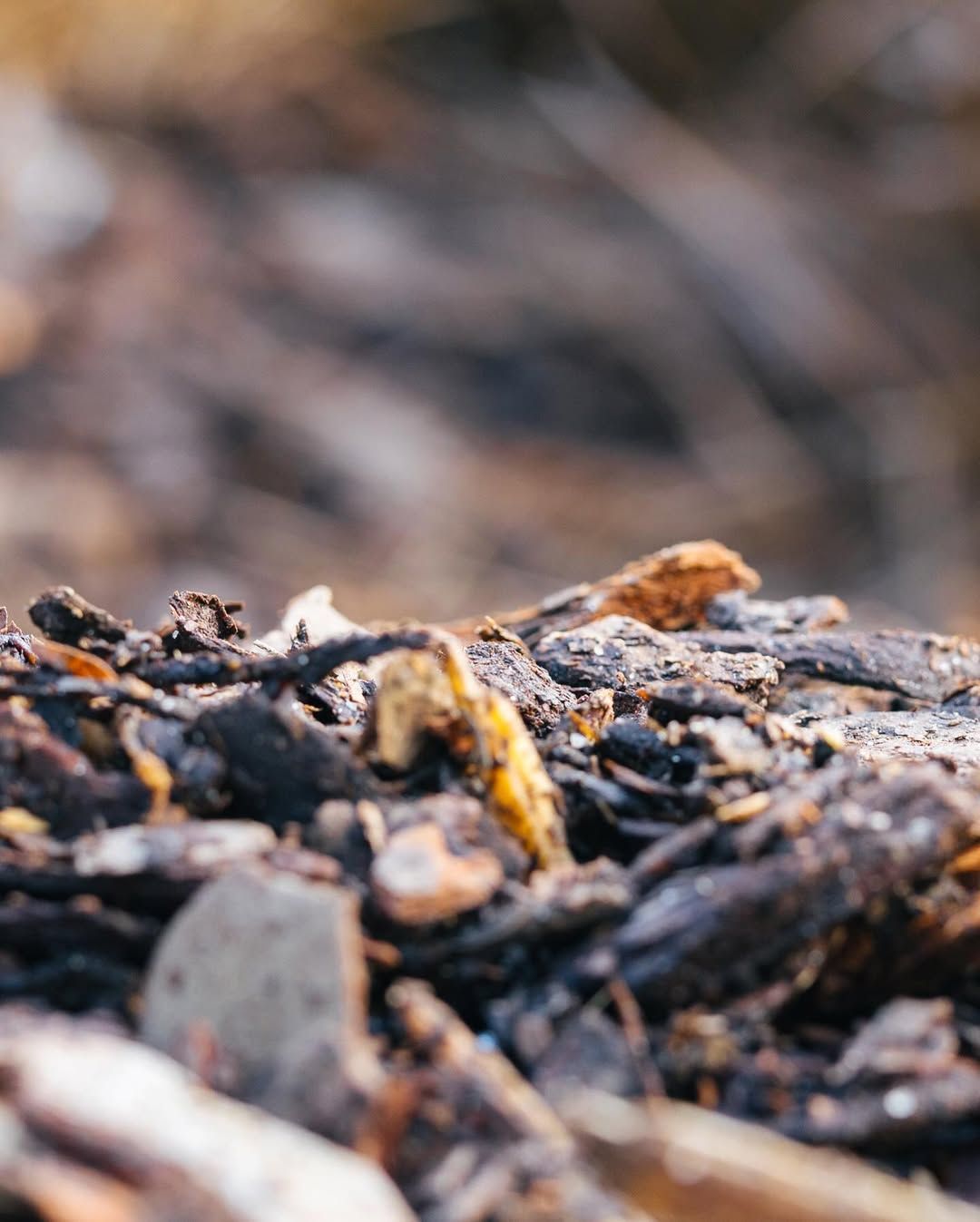 Pile of brown and black wood bark fragments; blurred, natural background.