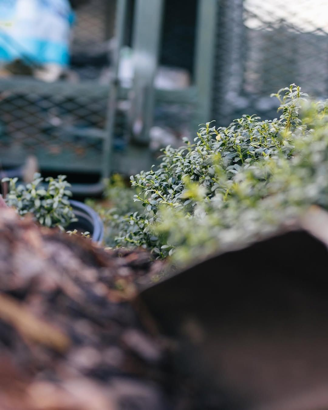 Close-up of small green plants in a pot, with a blurred background of a storage container and other objects.