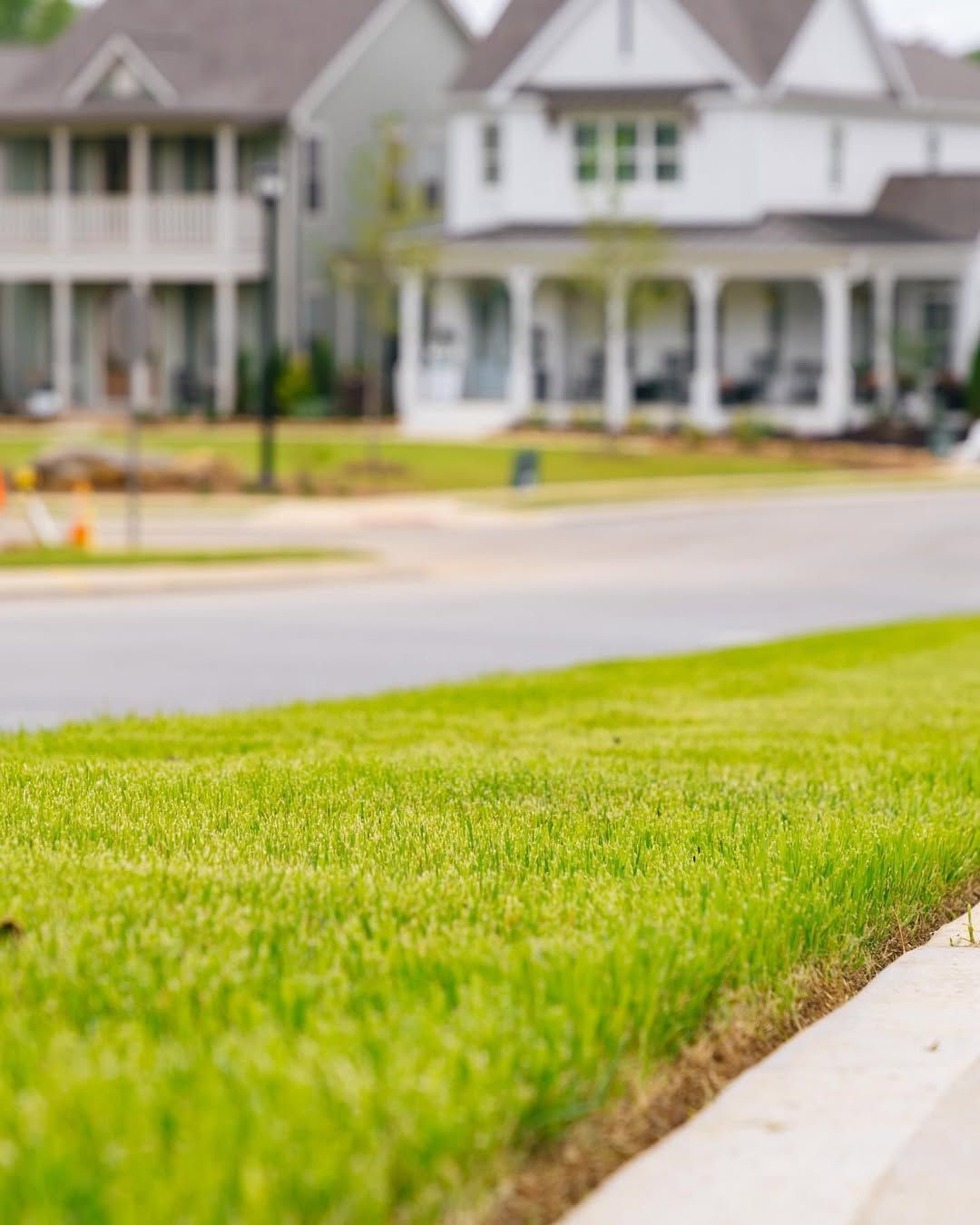 Lush green grass beside a gray curb, with blurred white houses and a road in the background.