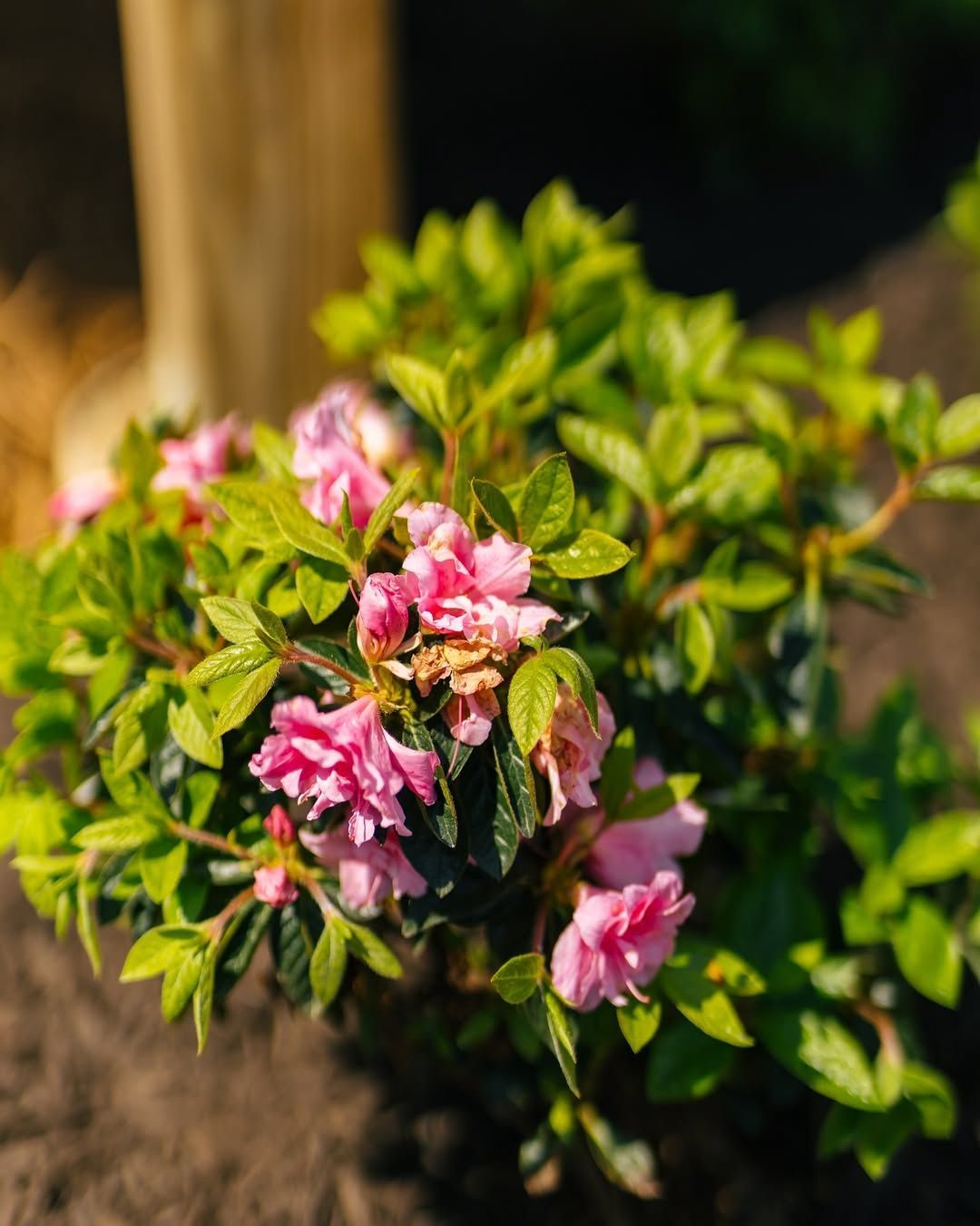 Pink azalea flowers blooming amidst green foliage in a garden setting.