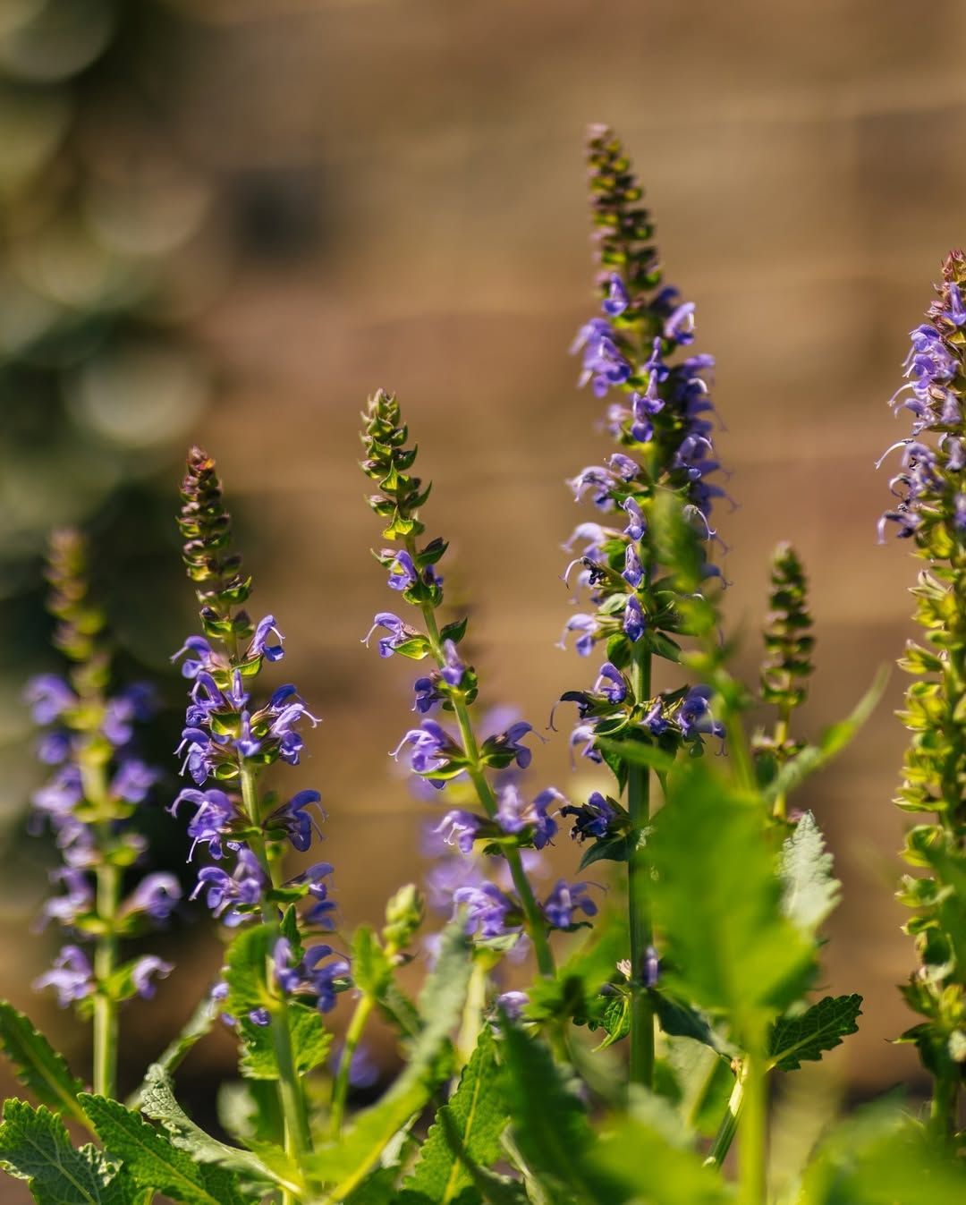 Purple salvia flowers blooming in sunlight.