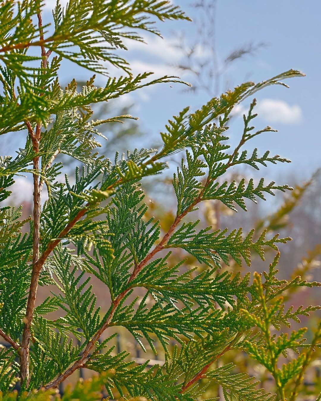 Green evergreen branches against a blue sky with some clouds.
