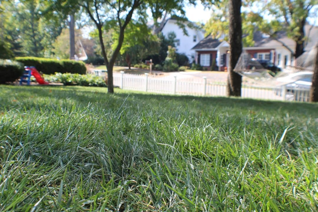 Green grass in a sunny yard with a white picket fence, trees, and houses in the background.