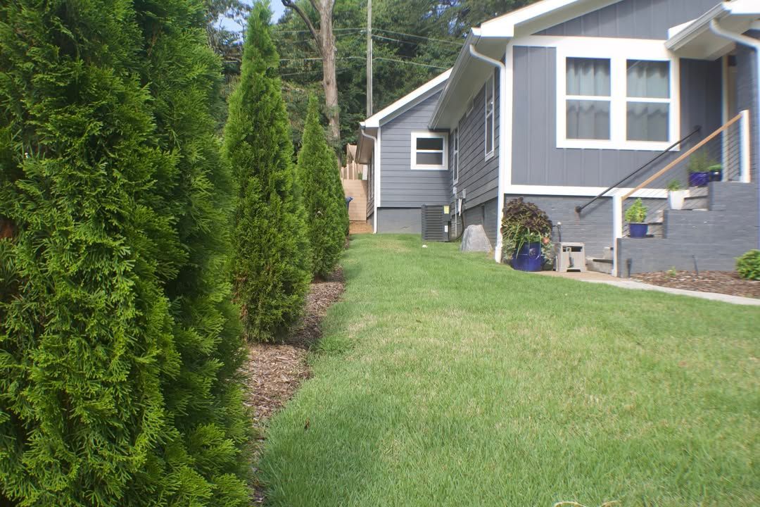 Row of green trees beside a gray house with blue accents and green lawn.