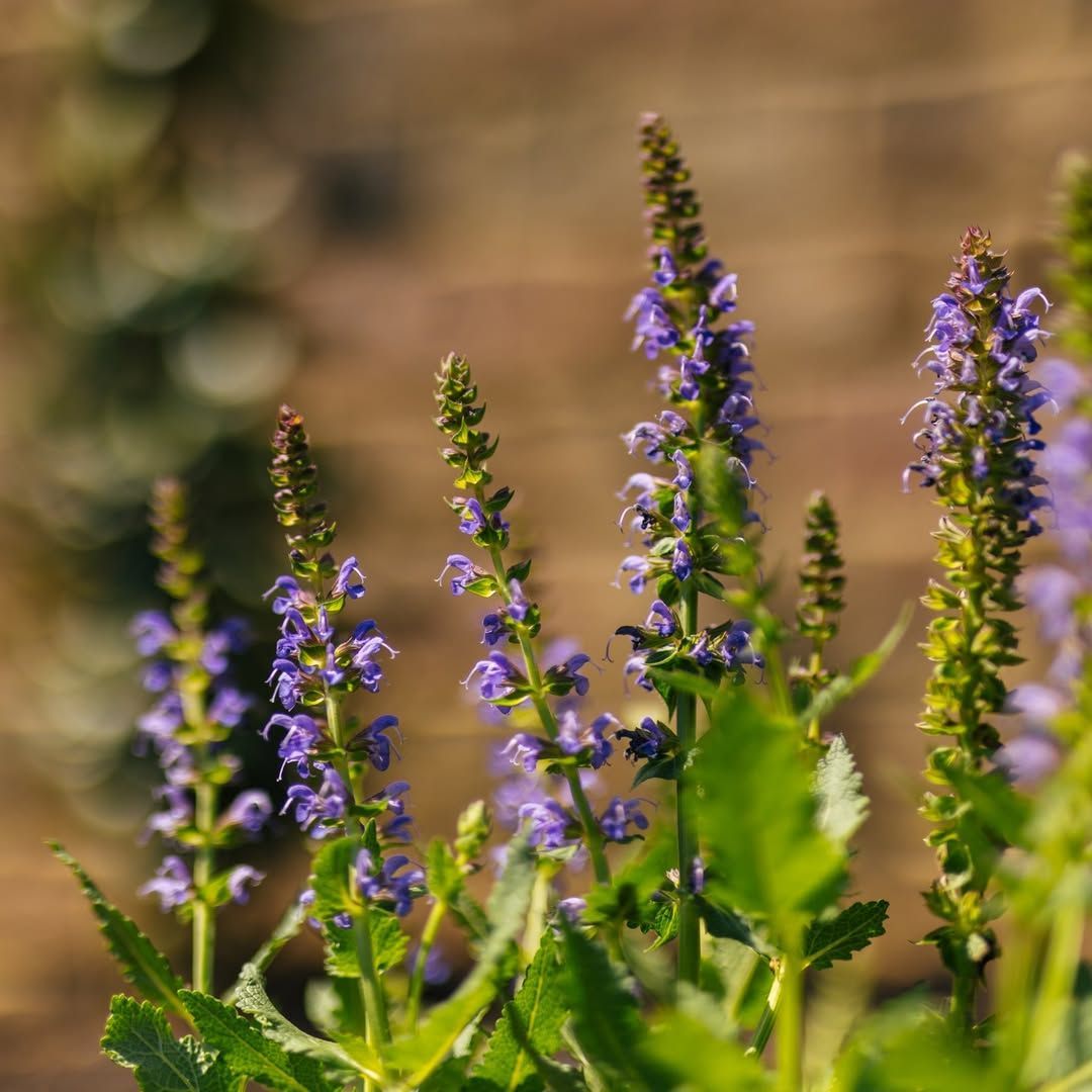 Purple wildflowers with green foliage against a blurred brown background.