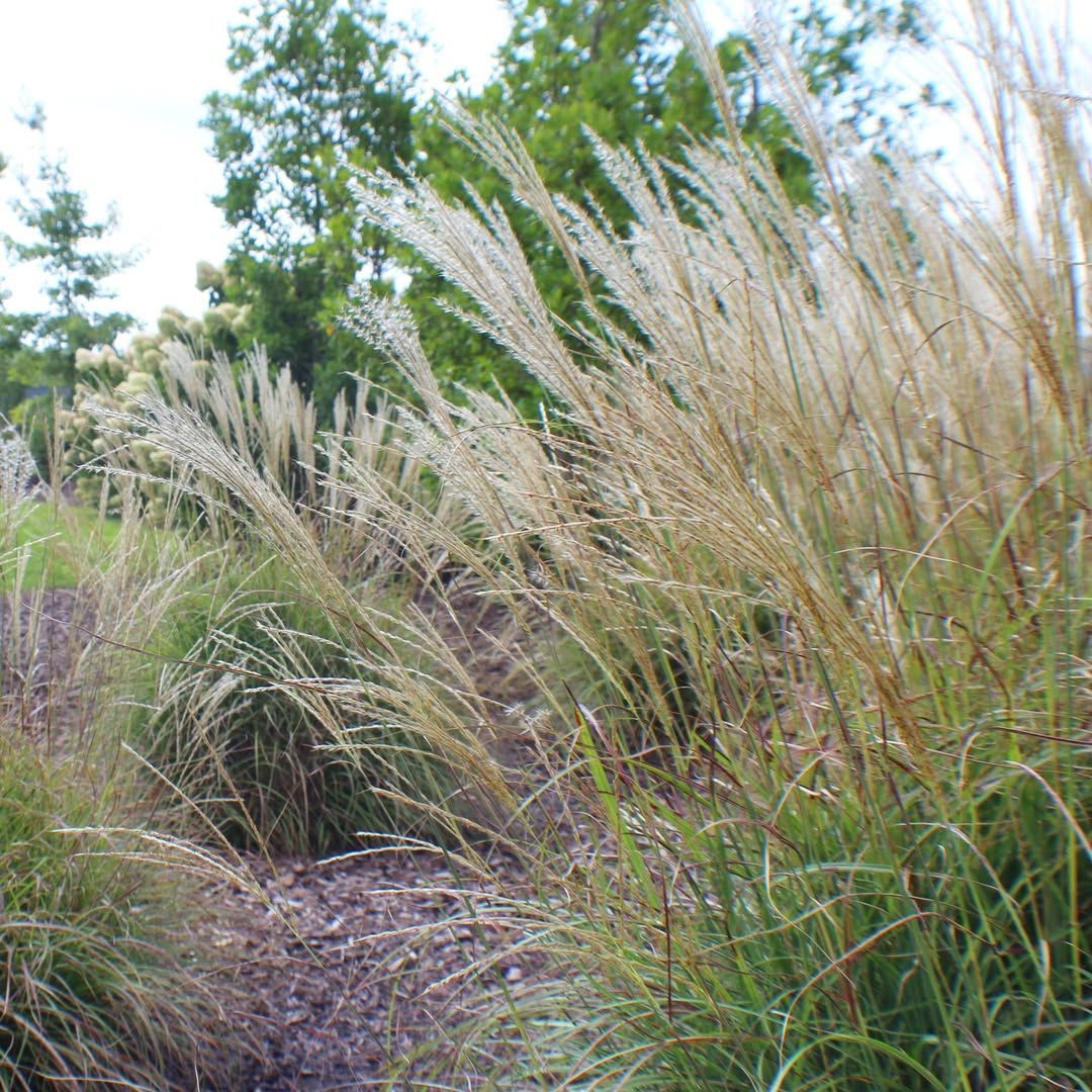 Ornamental grasses with feathery, tan plumes blowing in the wind.