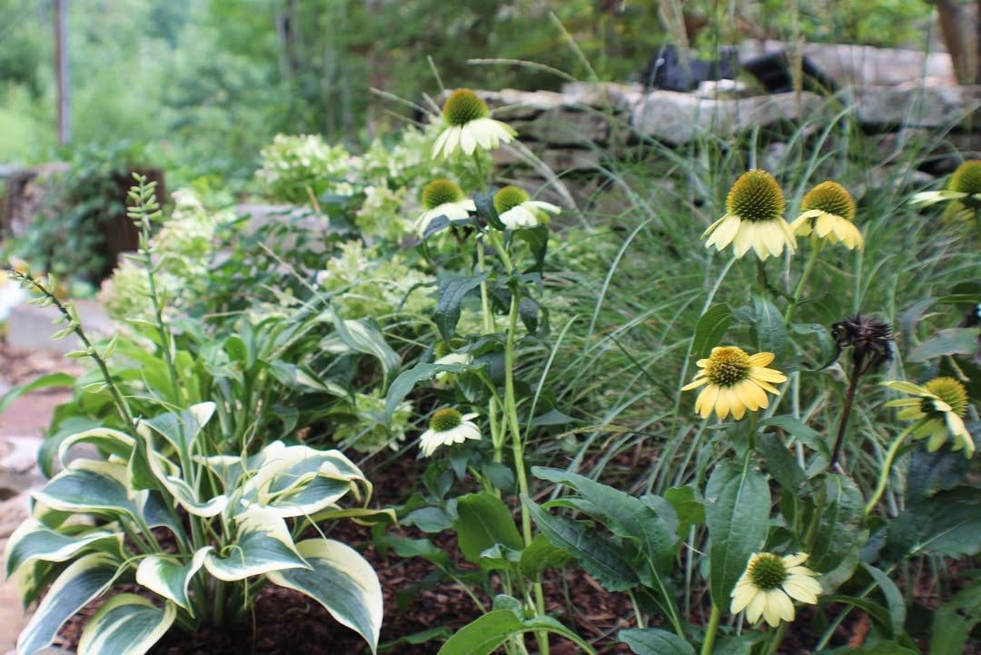 Green and white garden with coneflowers and hostas.