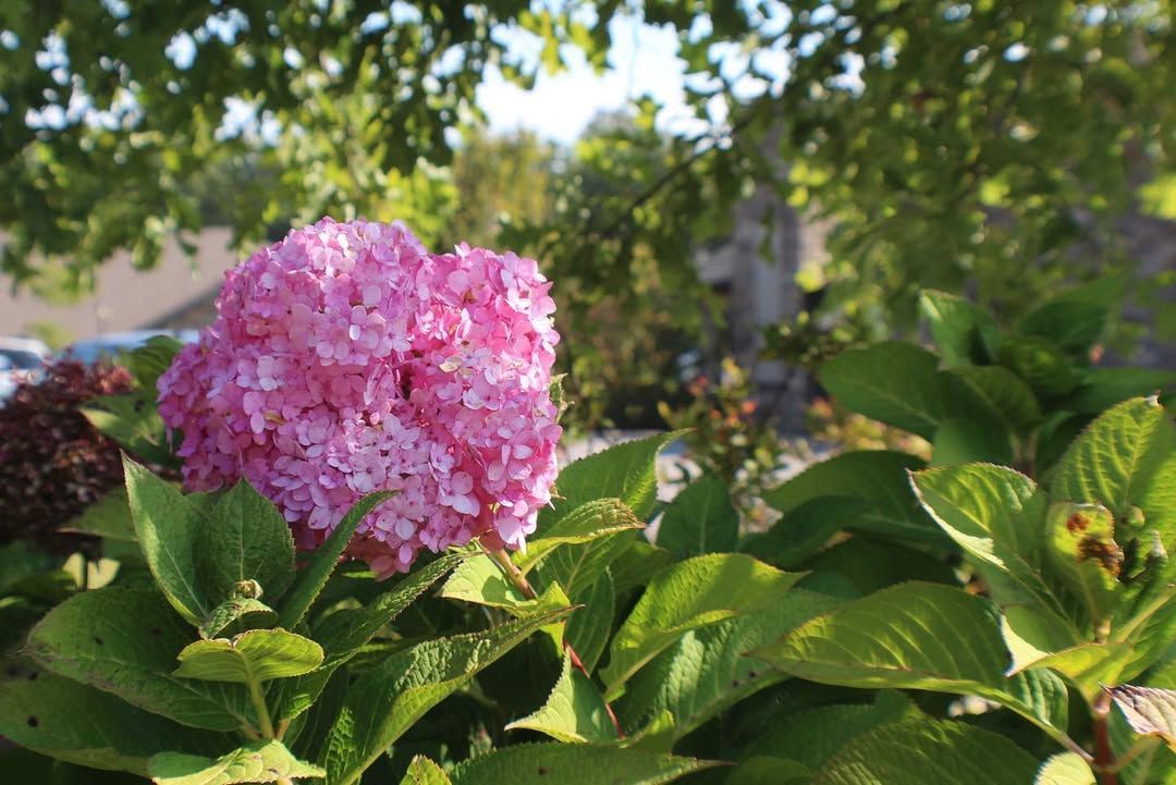 Pink hydrangea blossom surrounded by green leaves, with blurred background of foliage and building.