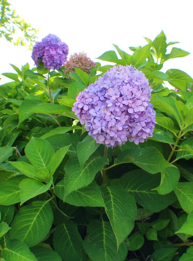 Purple hydrangea flowers with green leaves.