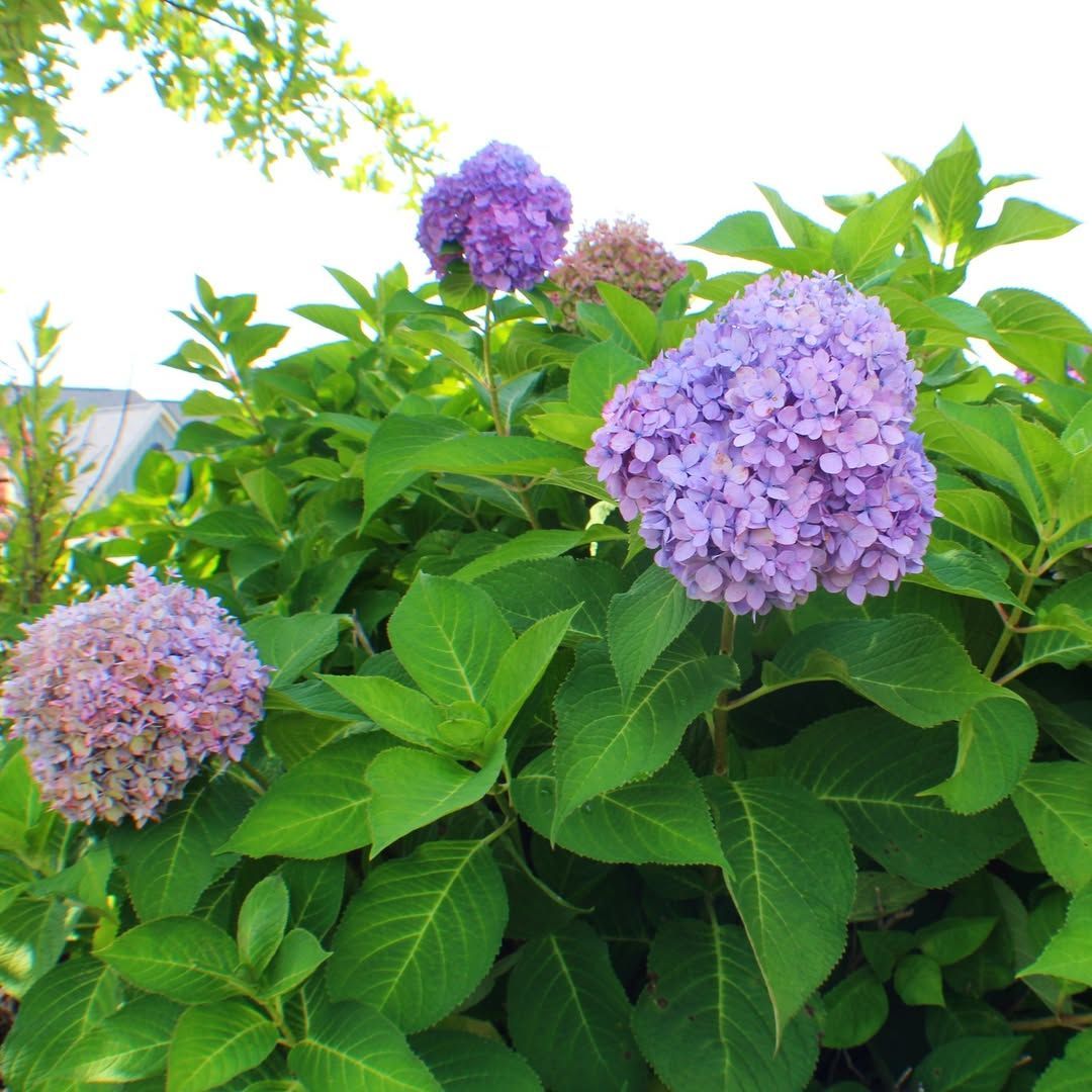Hydrangea flowers, pink and purple, among green leaves.