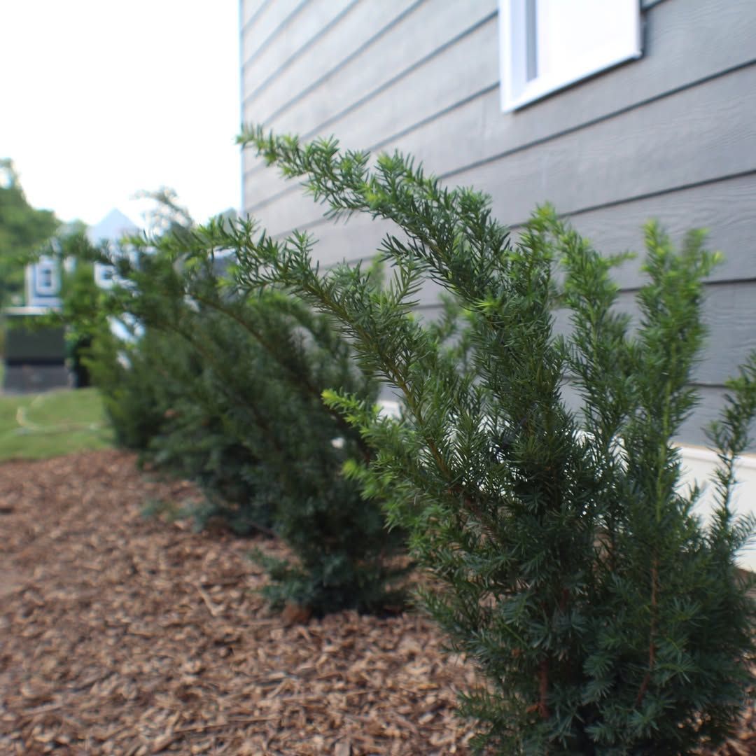 Row of dark green evergreen shrubs planted in front of a gray building, mulch ground cover.