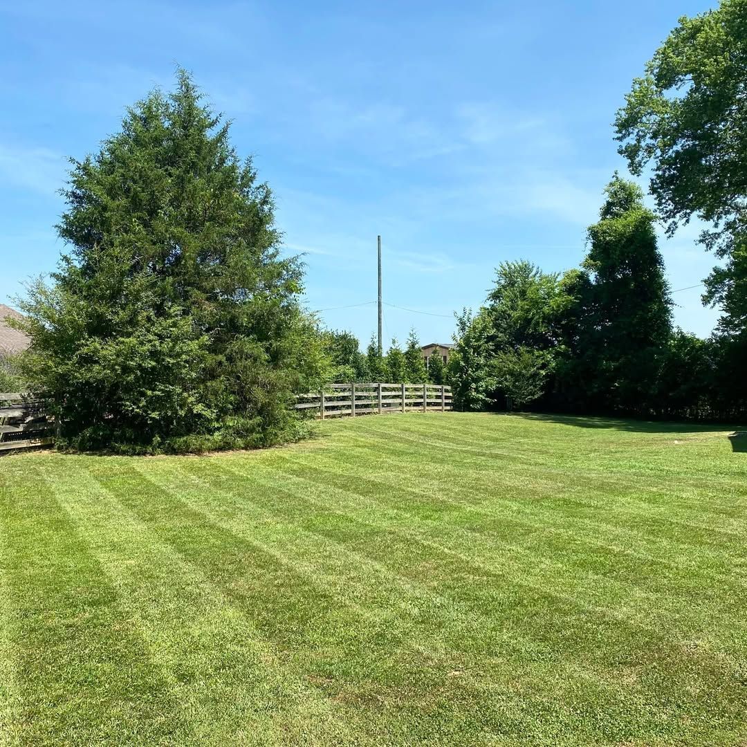 Lawn mowed with stripes, trees, and a fence under a blue sky.