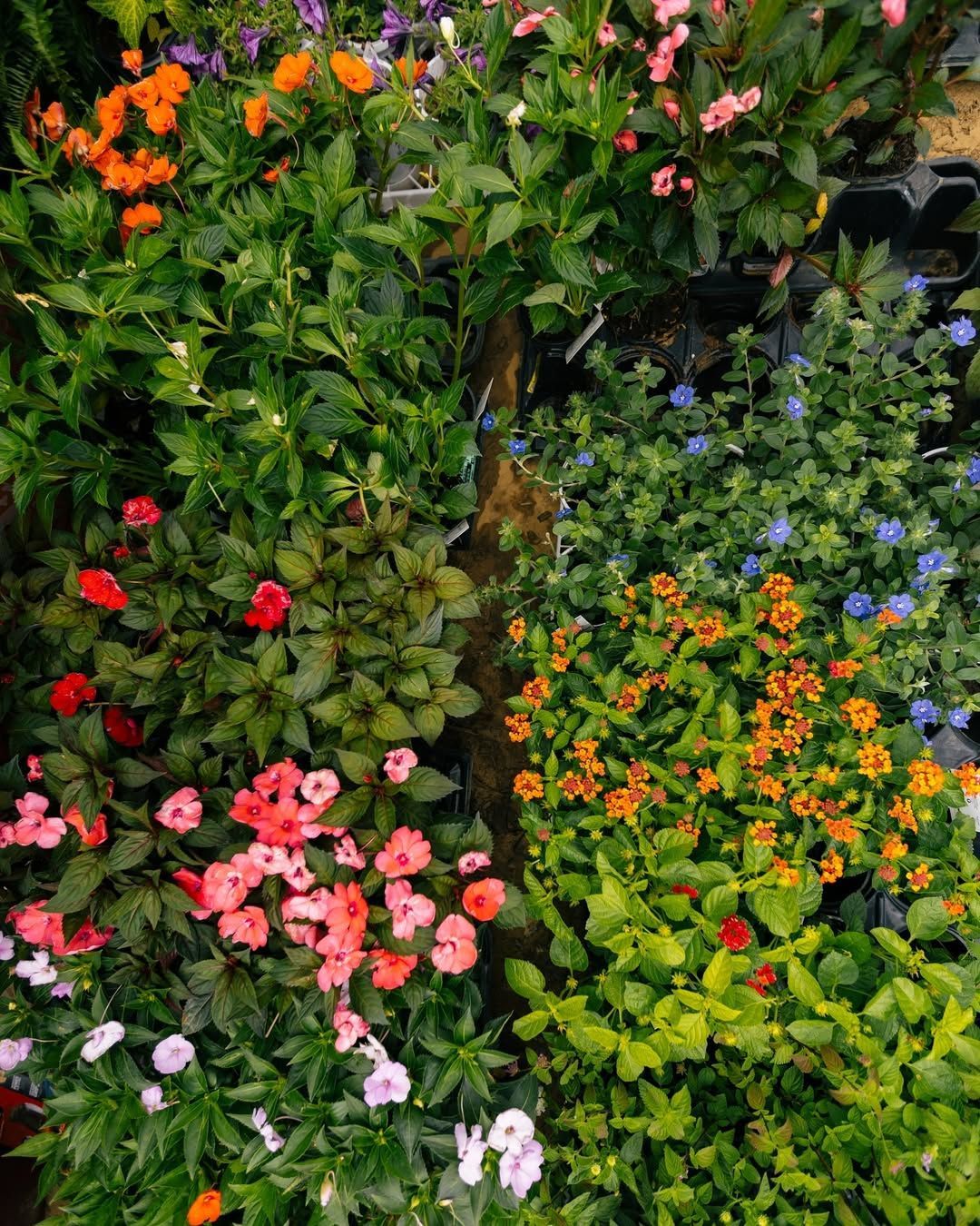 Flowers in shades of yellow and orange bloom in a garden bed with a stone border.