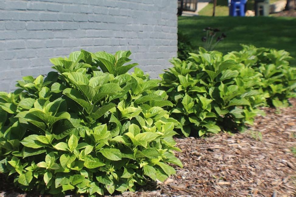 Green leafy shrubs along a brick house foundation beside mulch and grass.