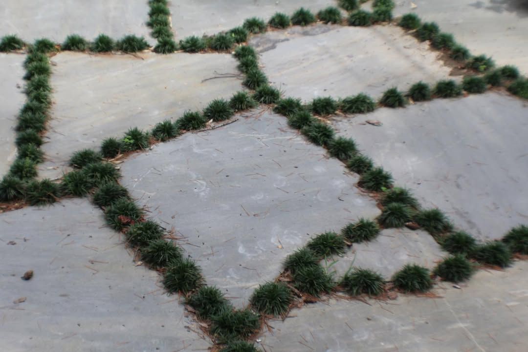 Green plants outlining geometric shapes on a concrete surface.
