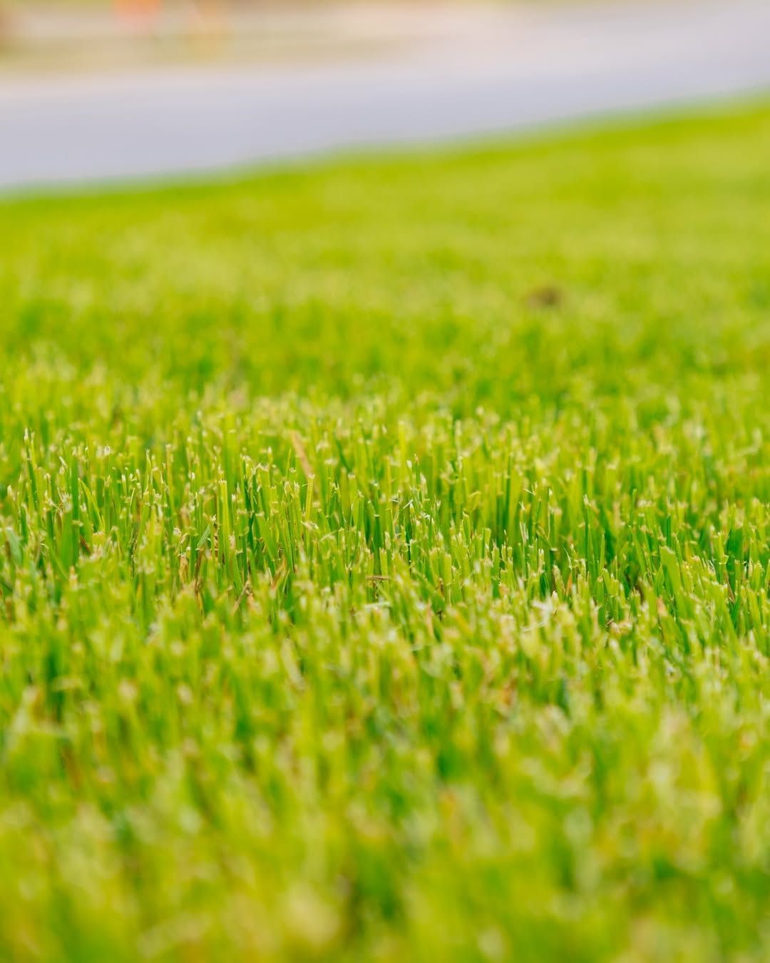 Close-up of freshly cut, bright green grass. Road and sky are blurred in background.