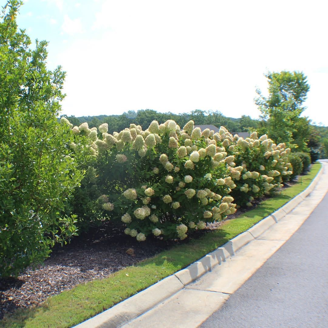 Row of blooming hydrangea bushes with large white flower heads along a roadside with a grassy strip and mulch.