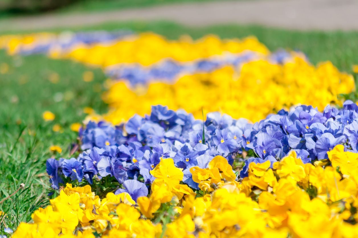 Rows of yellow and blue pansies on green grass.