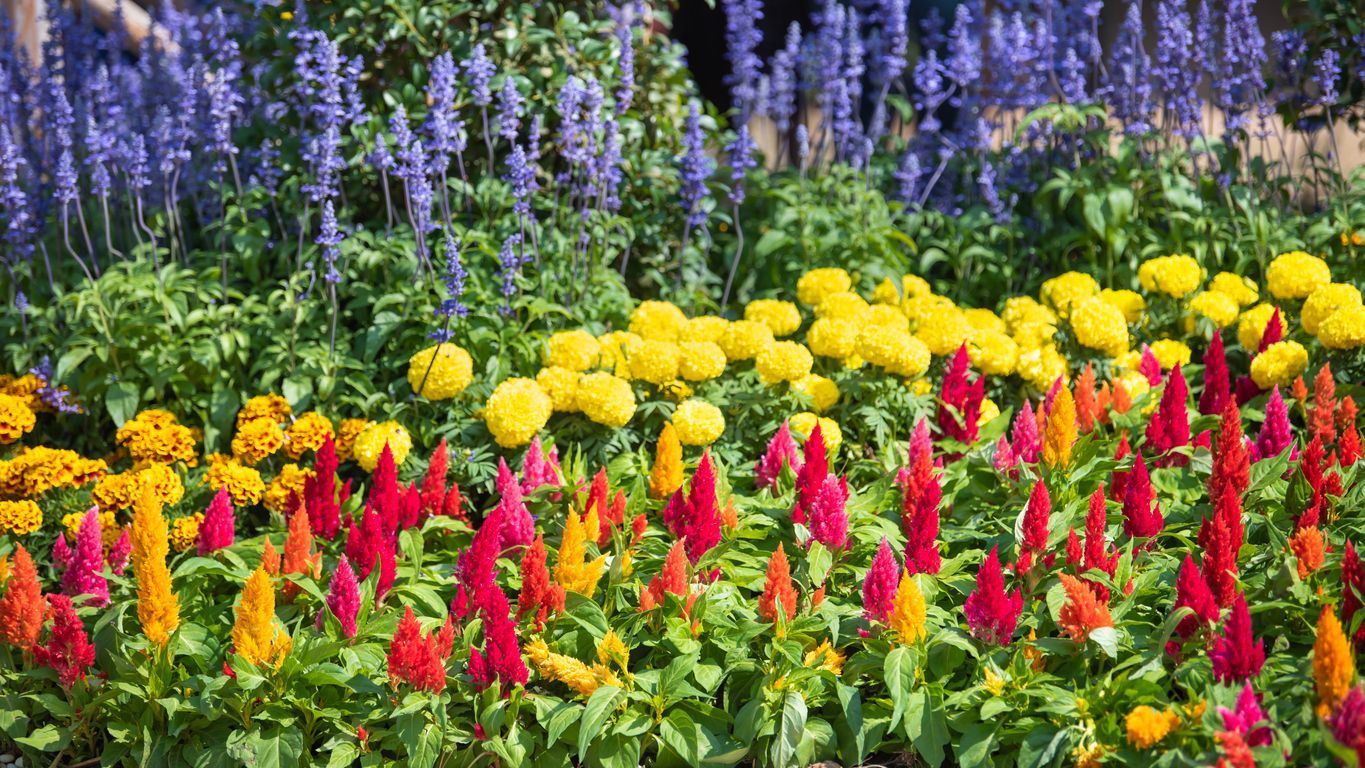 Colorful flower garden with rows of yellow, orange, red, and purple blooms.