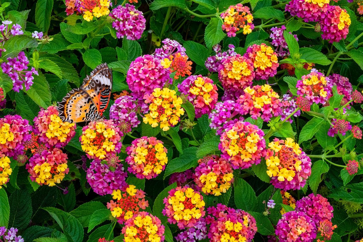 Butterfly on colorful lantana flowers: pink, yellow, orange blooms, green leaves.