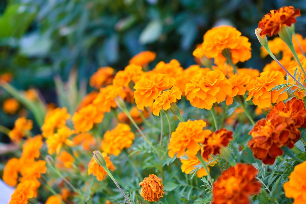 Orange marigold flowers bloom in a garden, with green foliage in the background.