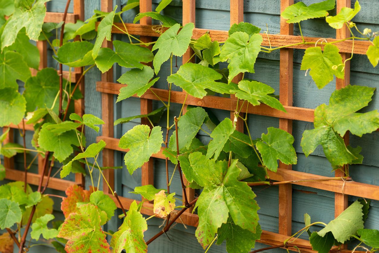 Grape vines with green leaves climbing a wooden trellis against a blue wall.
