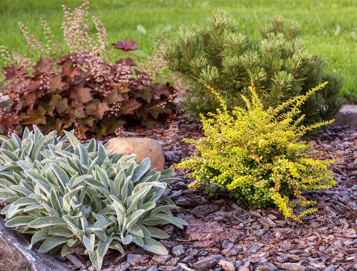 A colorful garden bed with various plants, including yellow, green, and burgundy foliage.