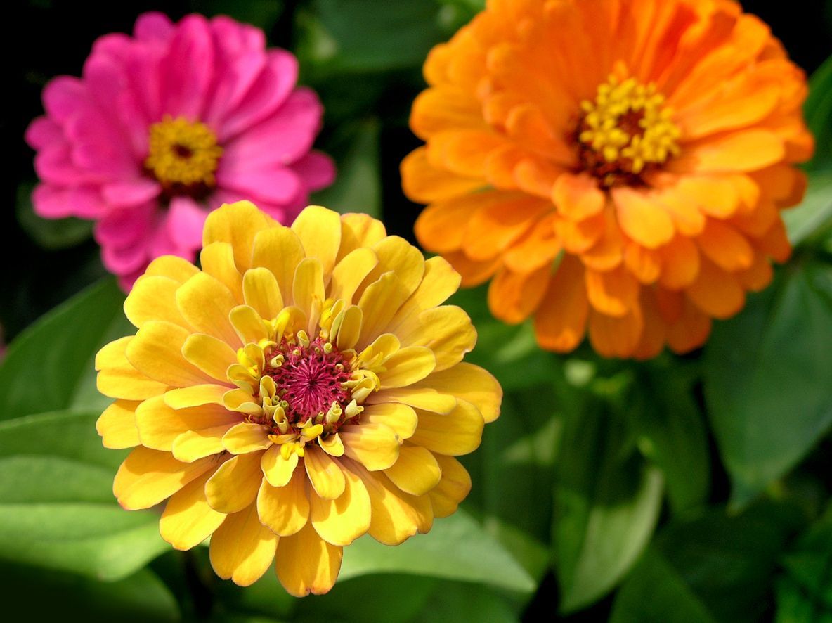 Three colorful zinnia flowers: pink, orange, and yellow, surrounded by green leaves.