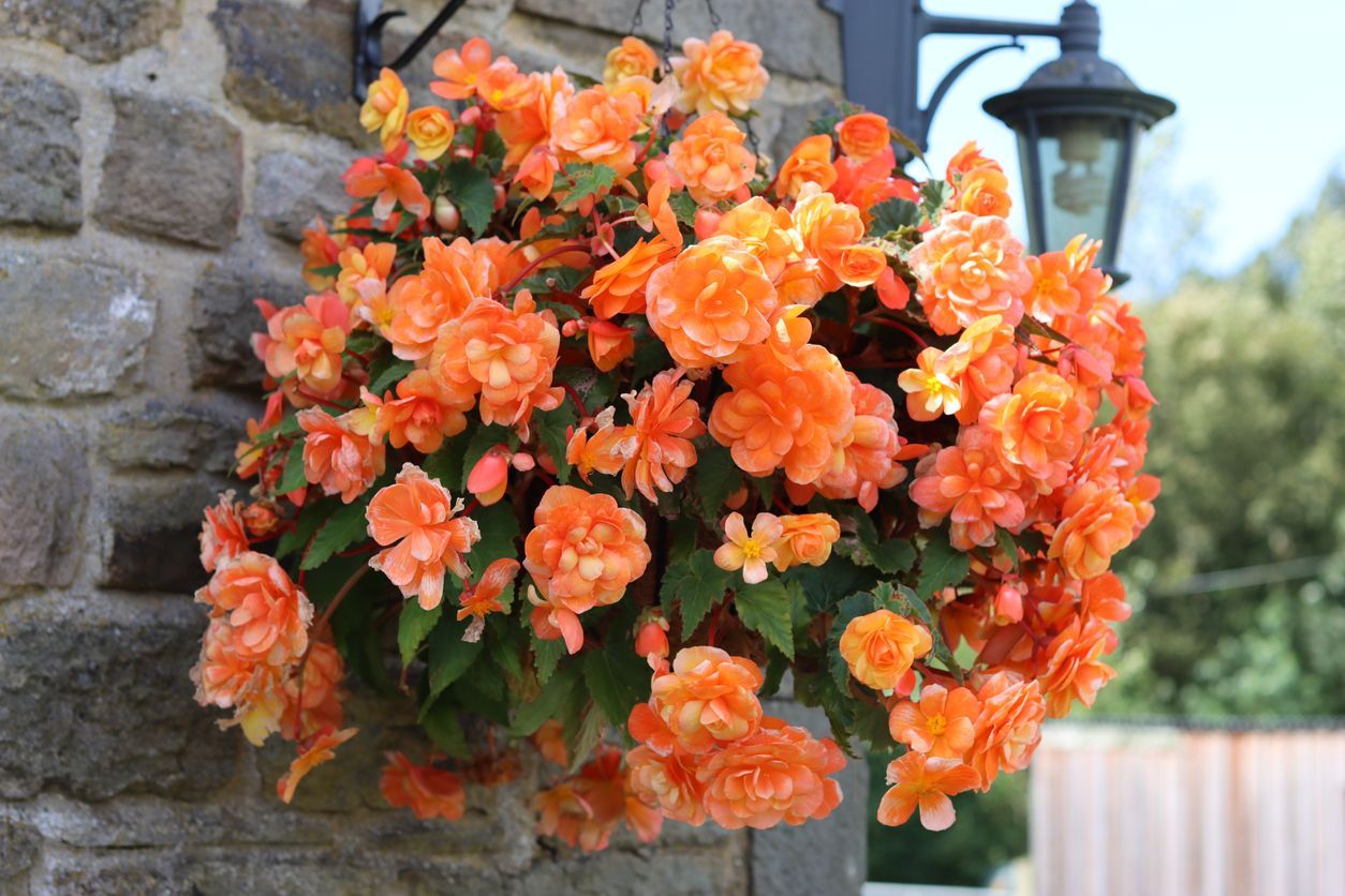 Orange flowers spilling from a hanging basket against a stone wall, near a lamp.