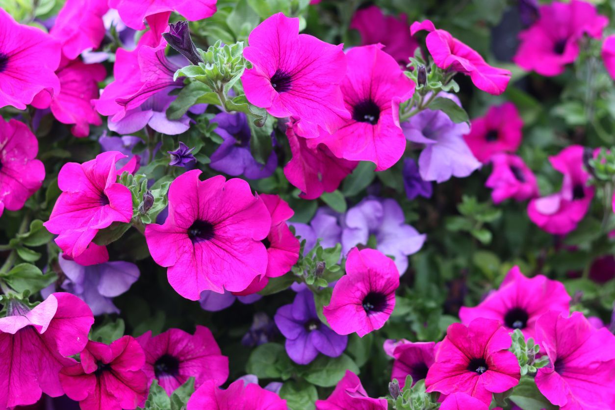 Bright pink and purple petunia flowers in full bloom.