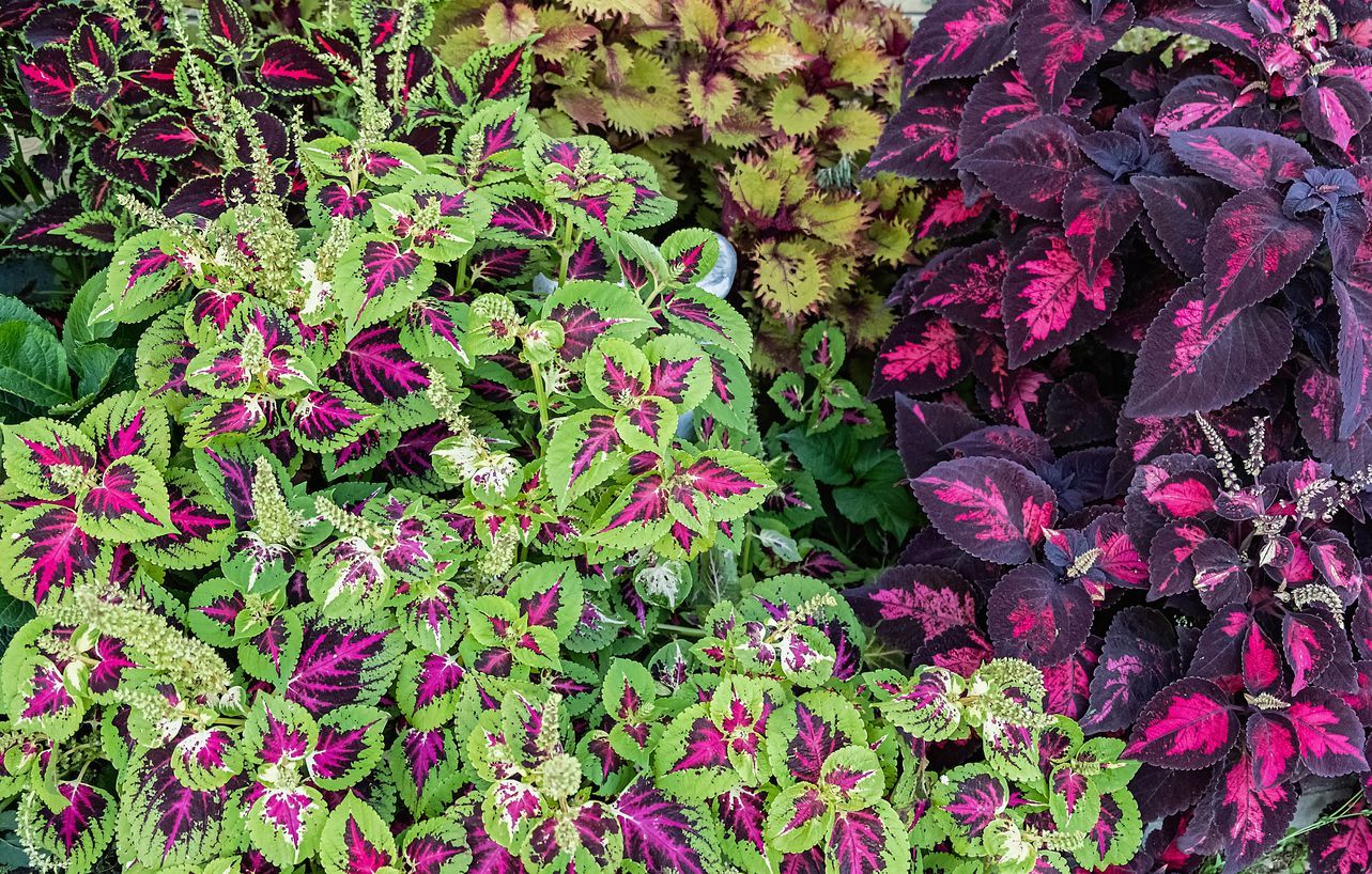 Colorful coleus plants with green, purple, and yellow patterned leaves.