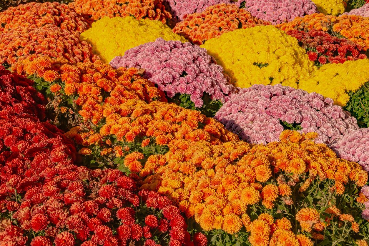 Rows of colorful mums in shades of red, orange, yellow, and pink.
