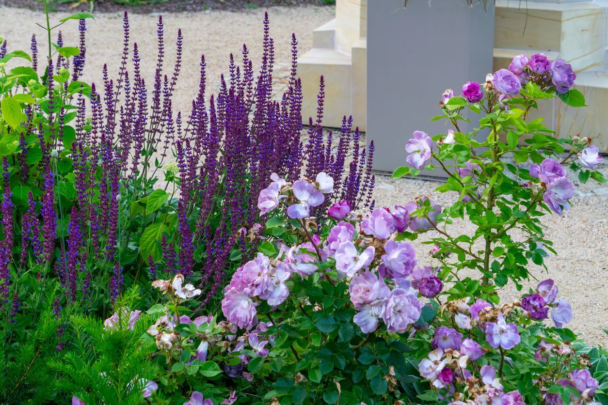 Purple salvia and blue-purple roses bloom in a garden bed next to steps.