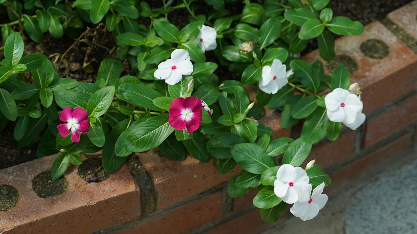 Bright pink and white vinca flowers with dark green leaves in a brick planter.