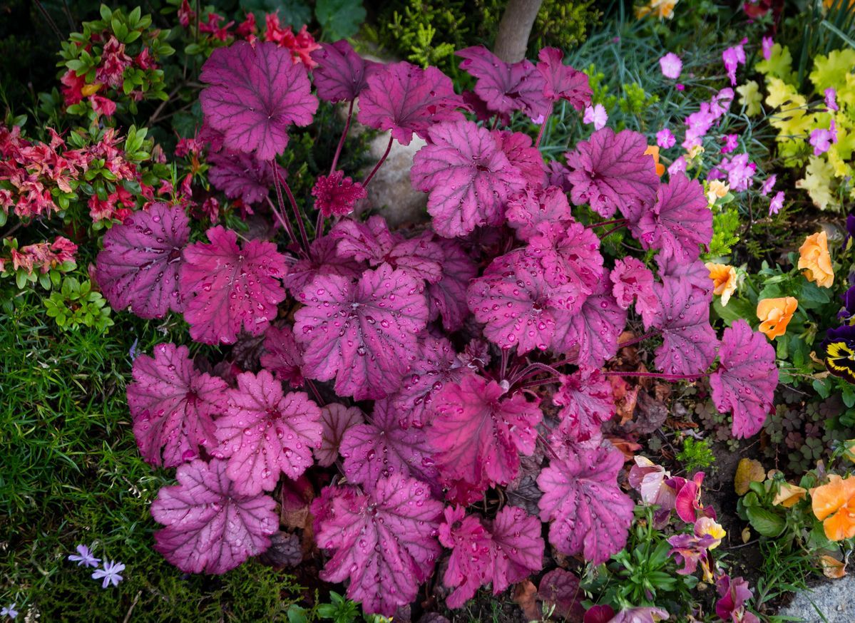 Clump of vibrant purple Heuchera plant with patterned leaves in a garden bed.