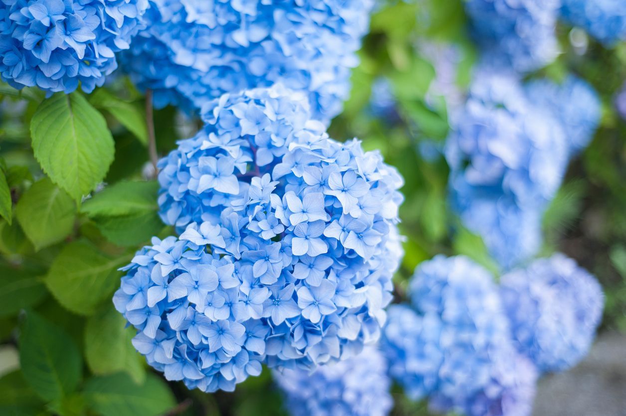 Blue hydrangea flowers in full bloom, surrounded by green leaves.