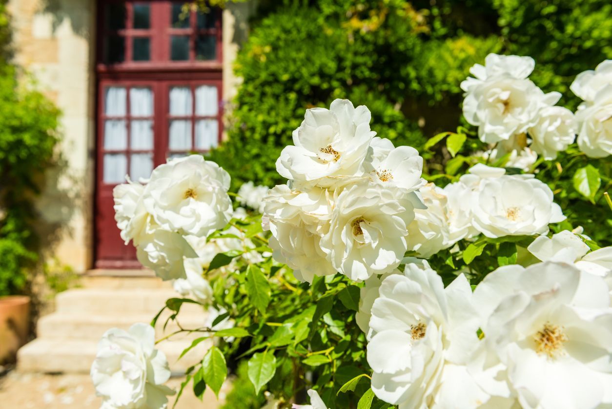 White roses bloom in front of a stone building with a red door.