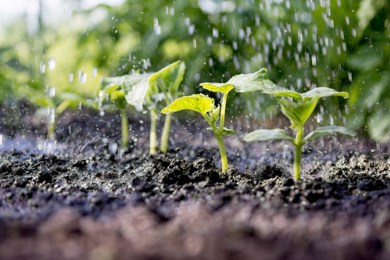 Young plants in a garden getting watered; soil is dark, water is clear.