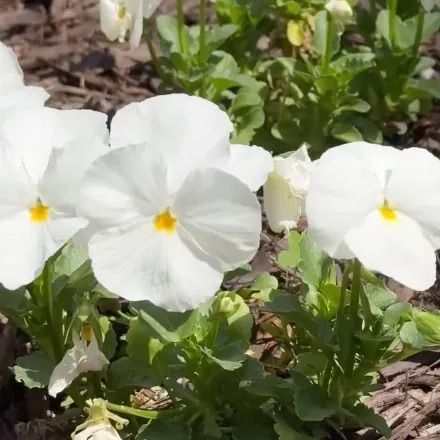 White pansy flowers with yellow centers bloom in a garden.